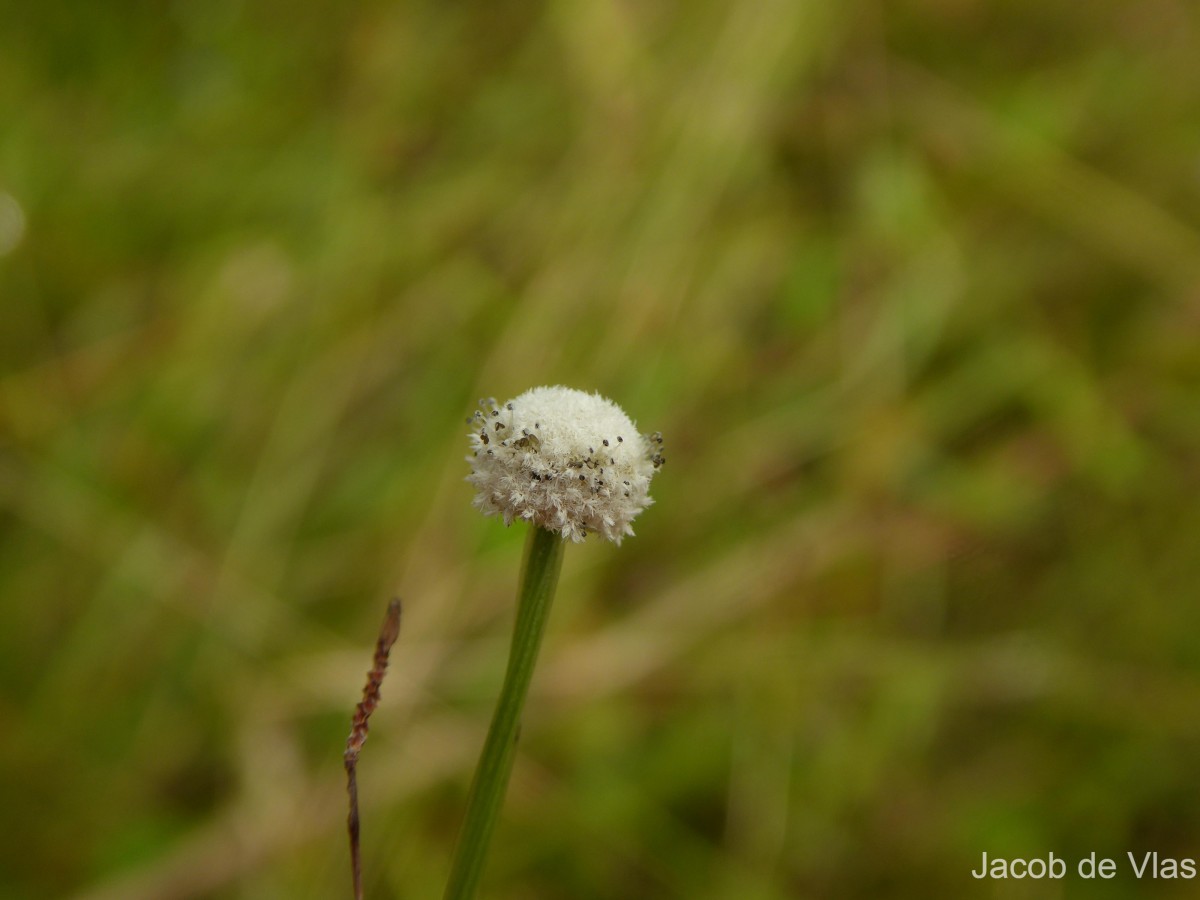 Eriocaulon quinquangulare L.